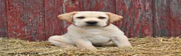 Labrador Retriever dogs for sale: Rex - Ad 3