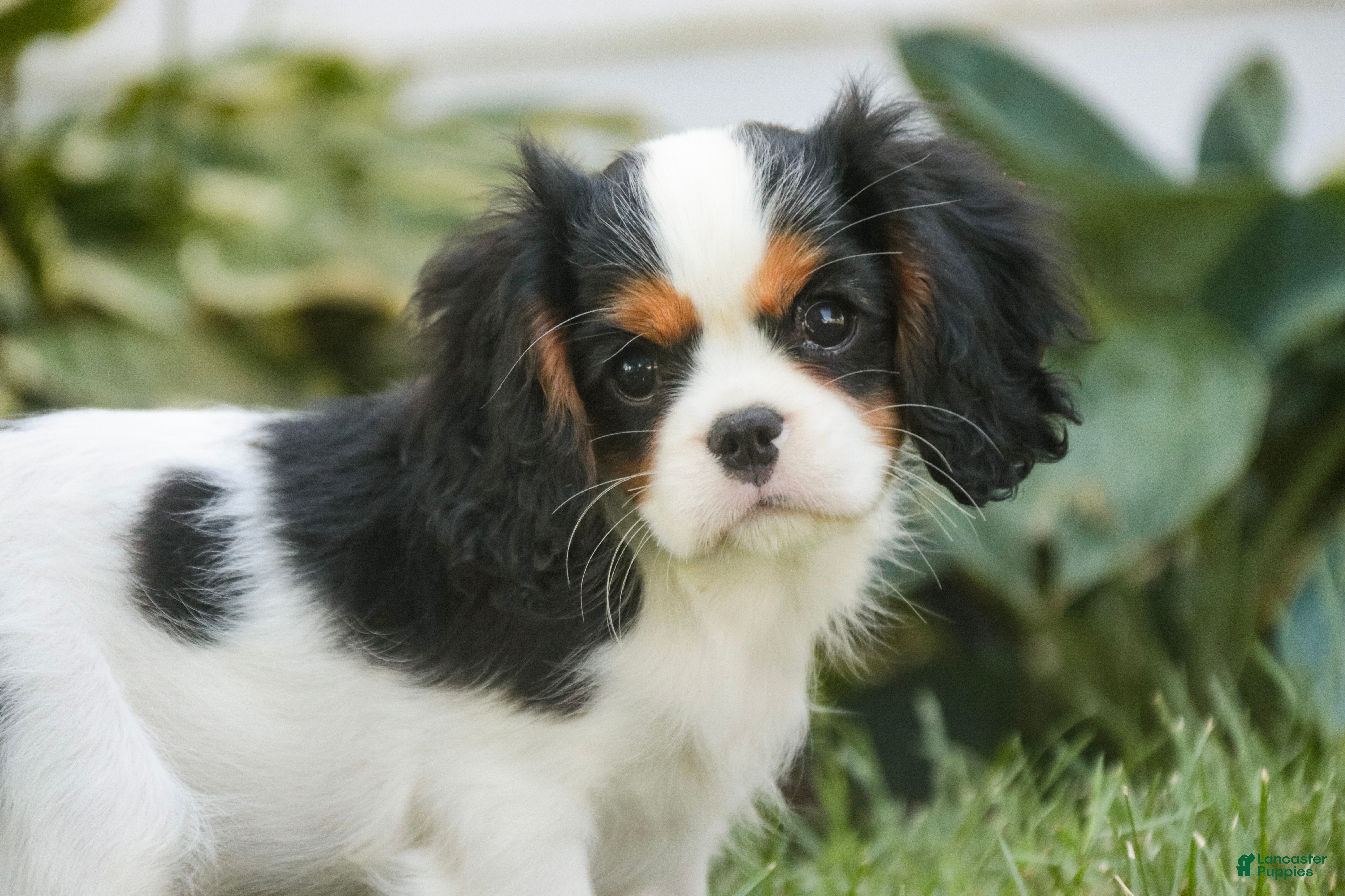 Cavalier King Charles Spaniel dogs Princess Cavalier King Charles Spaniel  - Ad 1