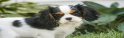 Cavalier King Charles Spaniel dogs for sale: Princess Cavalier King Charles Spaniel  - Ad 1