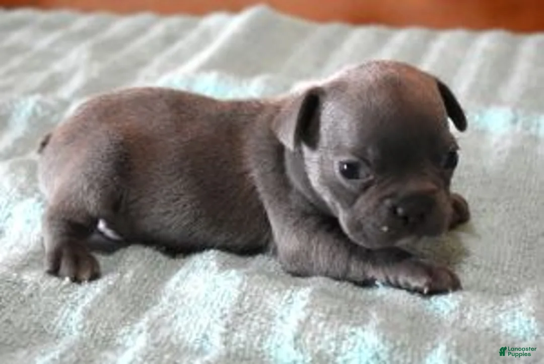 French Bulldog dogs for sale: VIJAY LILAC - Ad 3