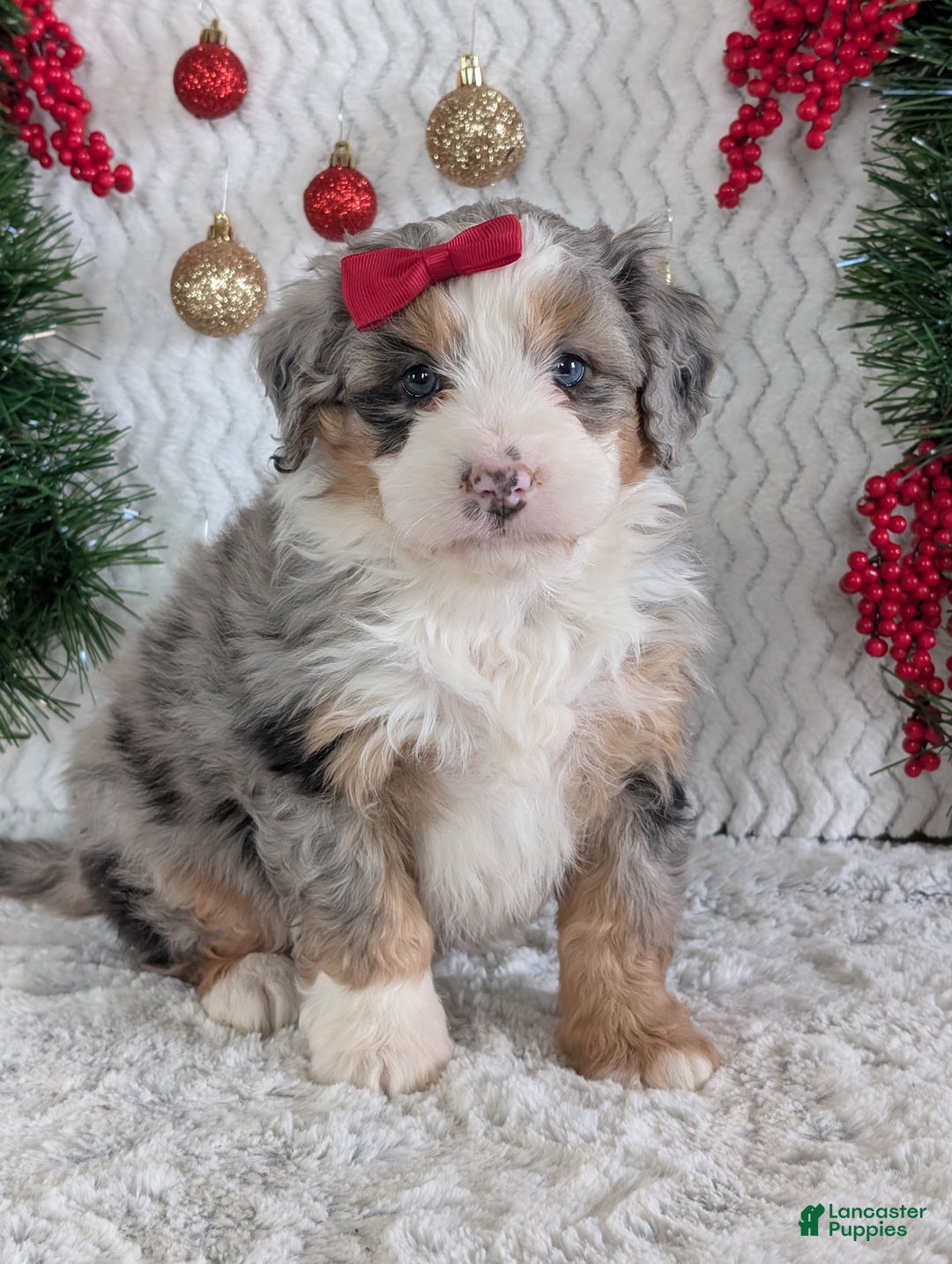 Mini Bernedoodle dogs for sale: Mini Pippa  - Ad 13