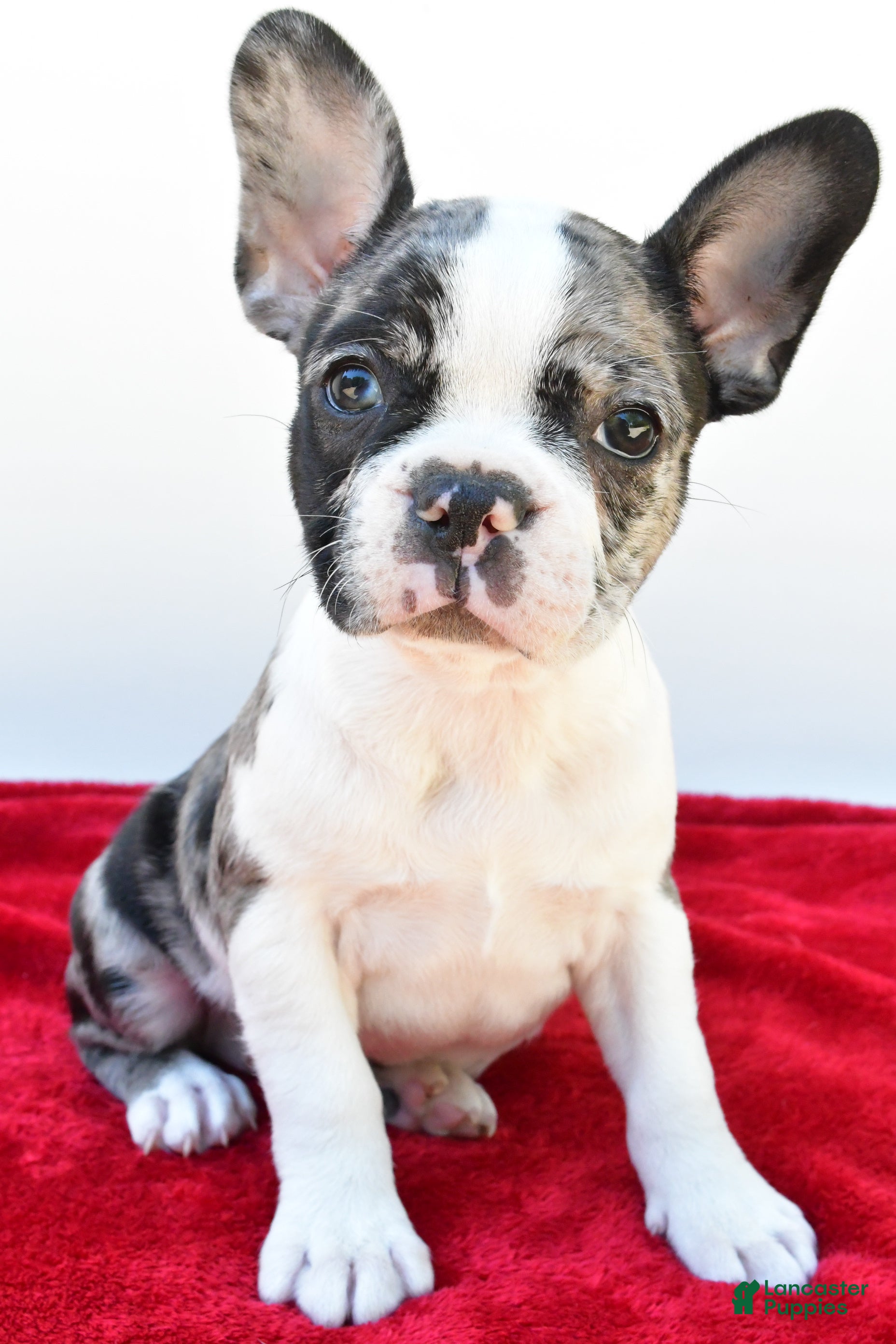 Frenchton dogs Bella  - Ad 2
