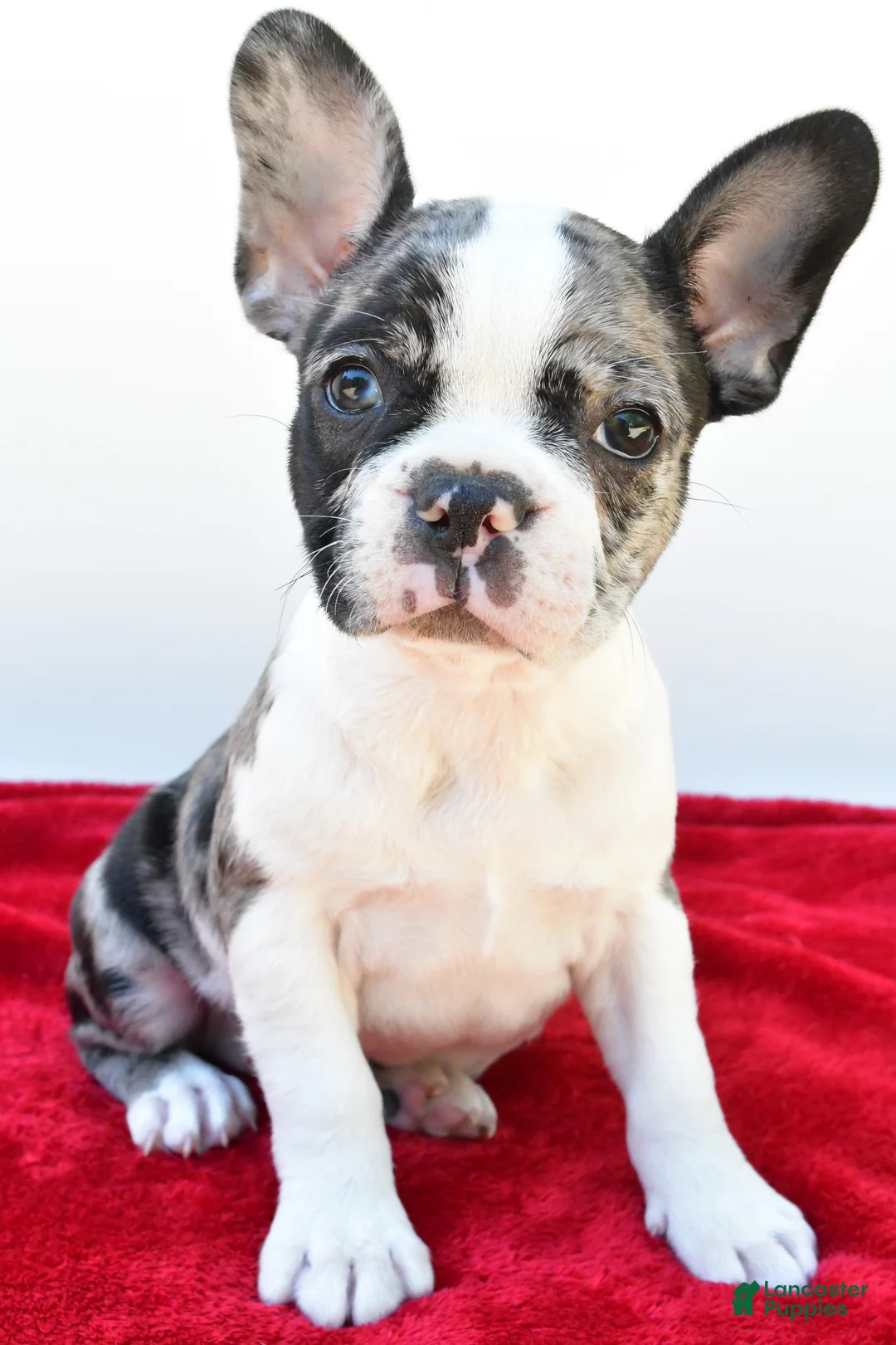 Frenchton dogs for sale: Bella  - Ad 2