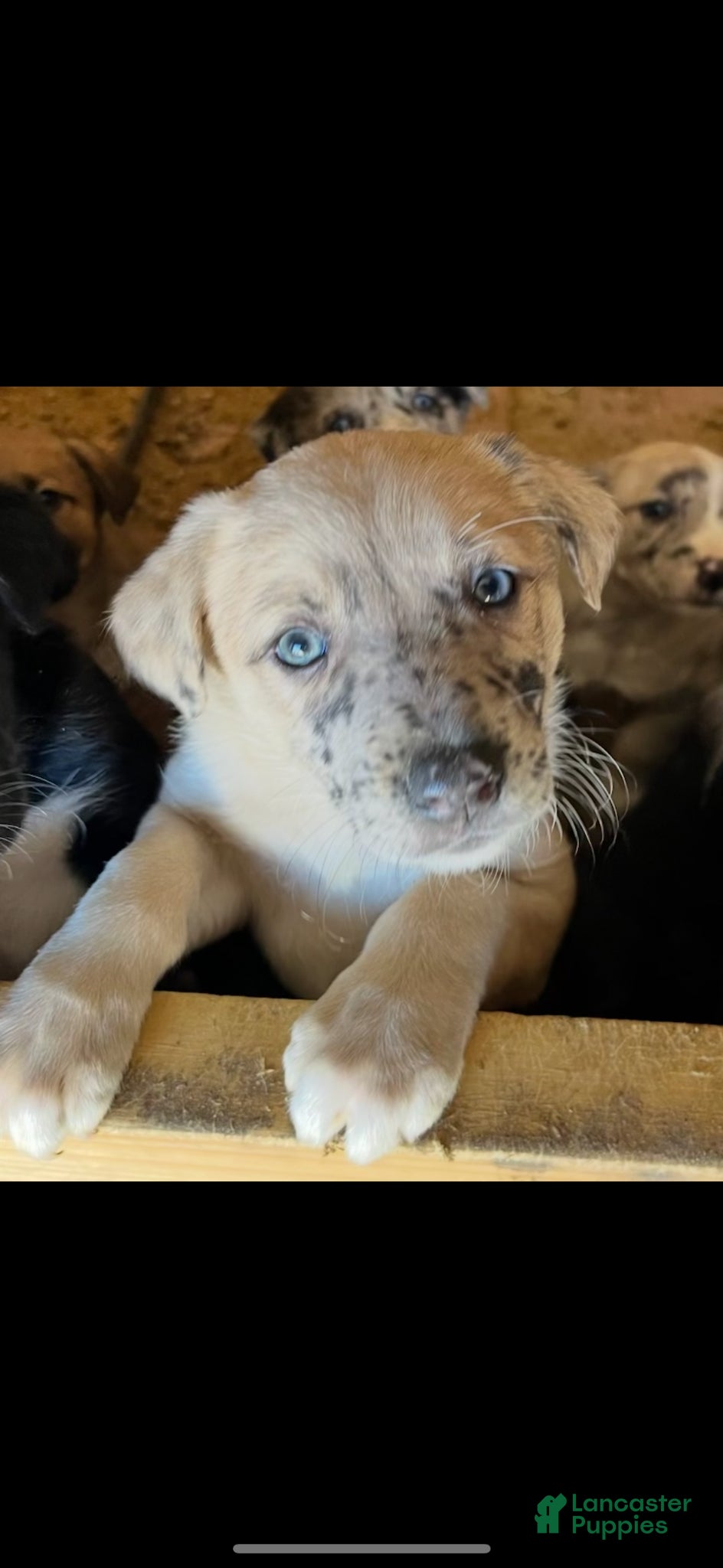 Mixed Breed dogs Mixed Breed Puppy 6 - Ad 2