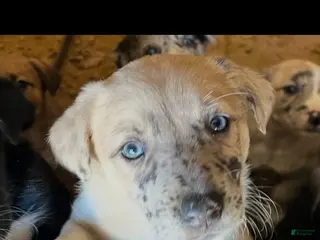 Mixed Breed dogs Mixed Breed Puppy 6 - Ad 2