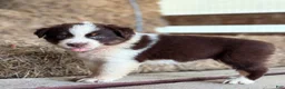 Australian Shepherd dogs for sale: Clay - Ad 5
