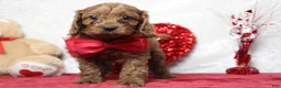 Cavapoo dogs for sale: Cinnamon  - Ad 6