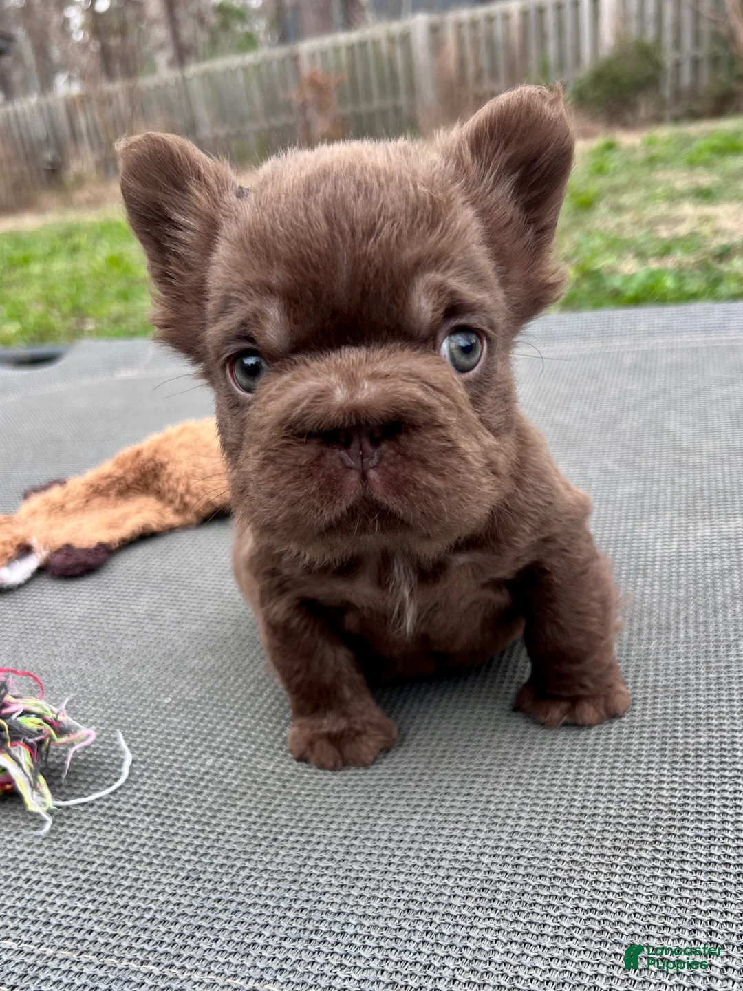 French Bulldog dogs for sale: Oakley - Mini Fluffy - Ad 2