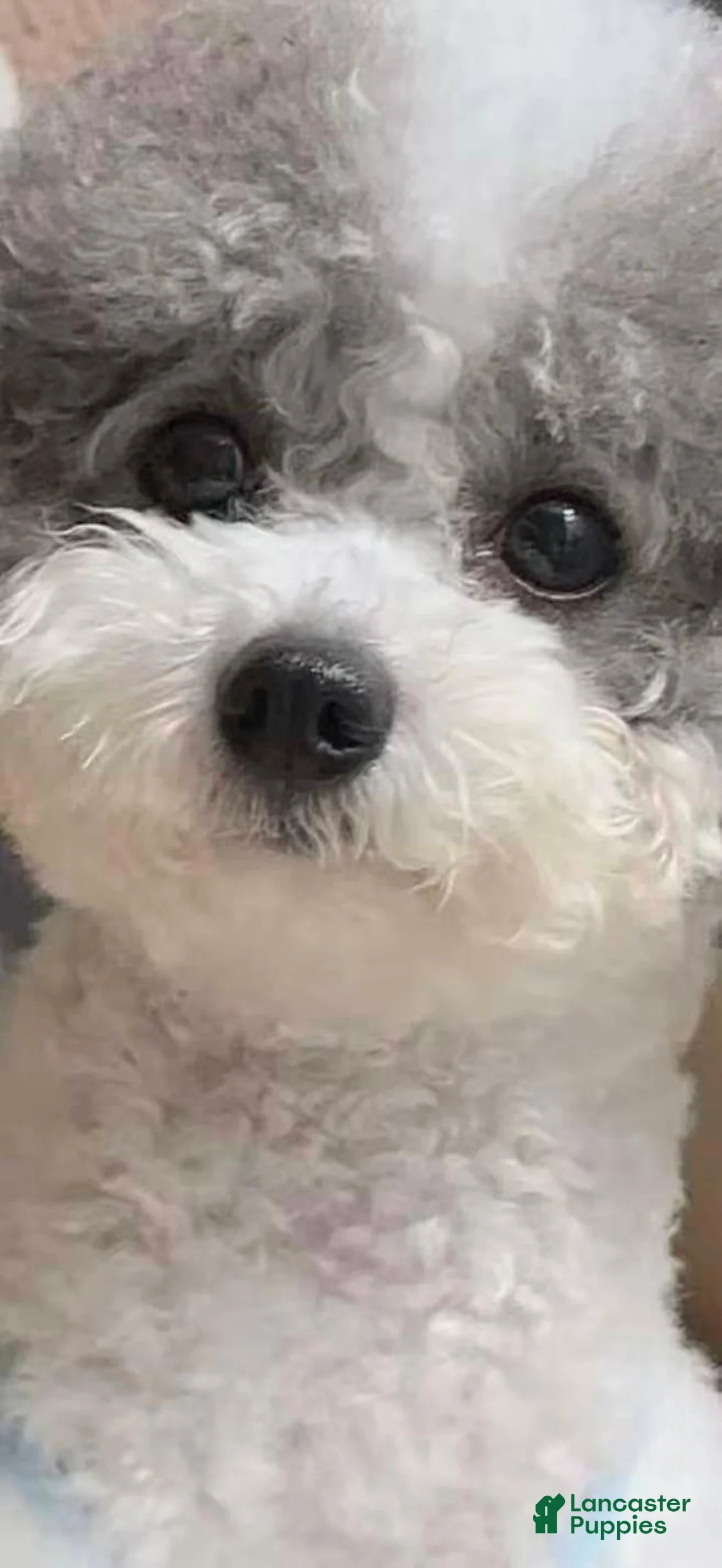 Miniature Poodle dogs for sale: Spots - Ad 3