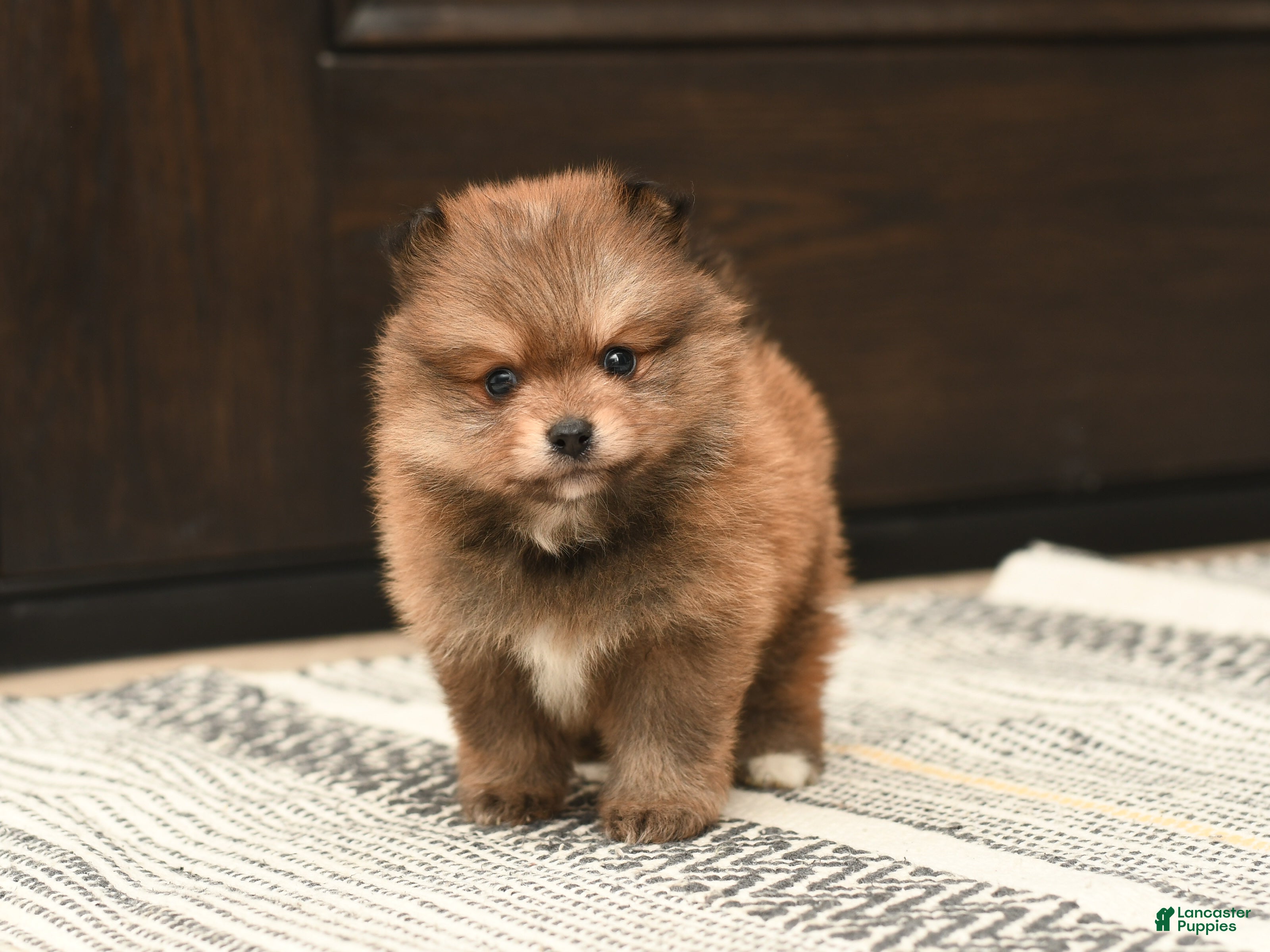 Pomeranian dogs Teddy - Ad 1
