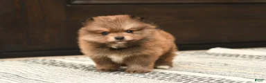 Teddy