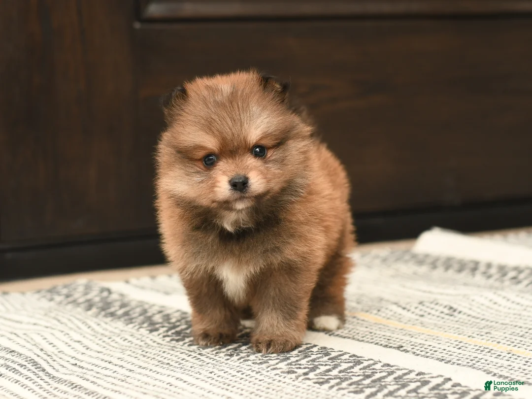 Pomeranian dogs for sale: Teddy - Ad 1