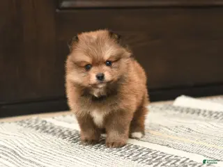 Pomeranian dogs for sale: Teddy - Ad 4