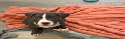 American Bully dogs for sale: Missy - Ad 1