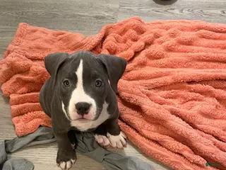 American Bully dogs for sale: Missy - Ad 2