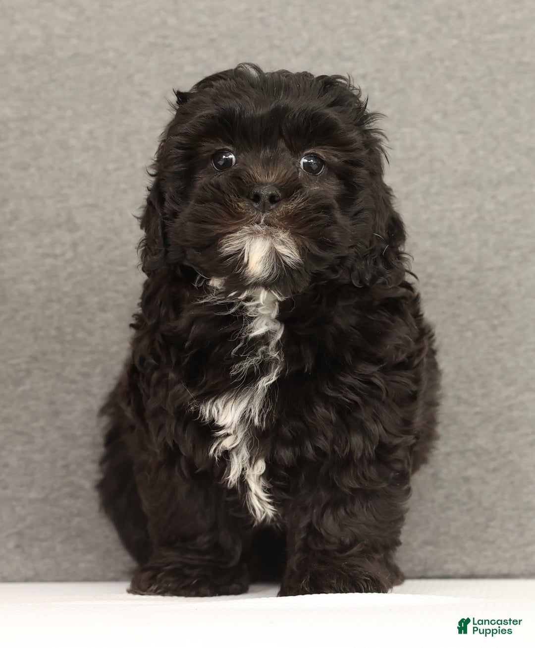 Shihpoo dogs for sale: Eeyore - Ad 2