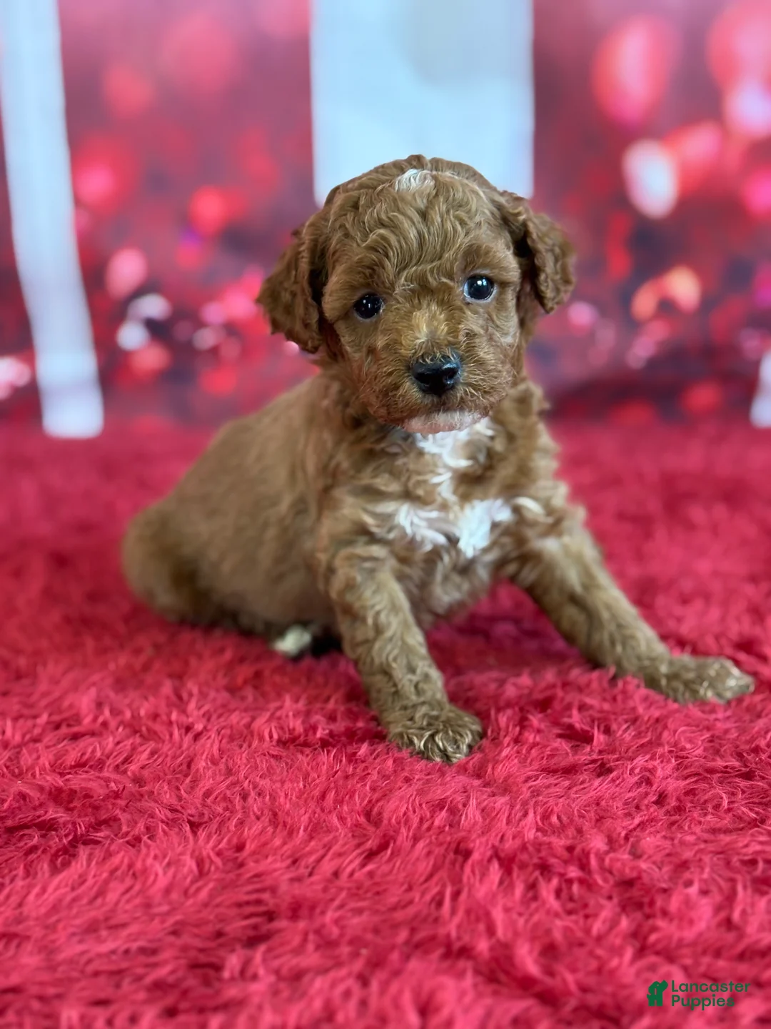 Miniature Poodle dogs for sale: Hadley - Ad 4