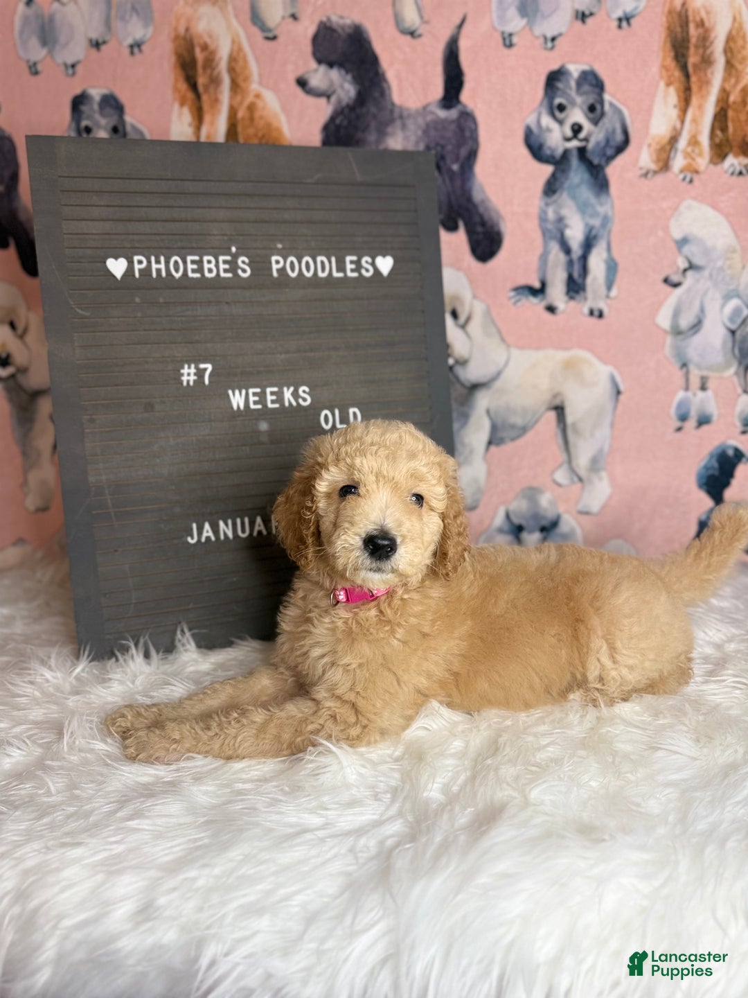 Standard Poodle dogs for sale: Standard Poodle Puppy 6 - Ad 9