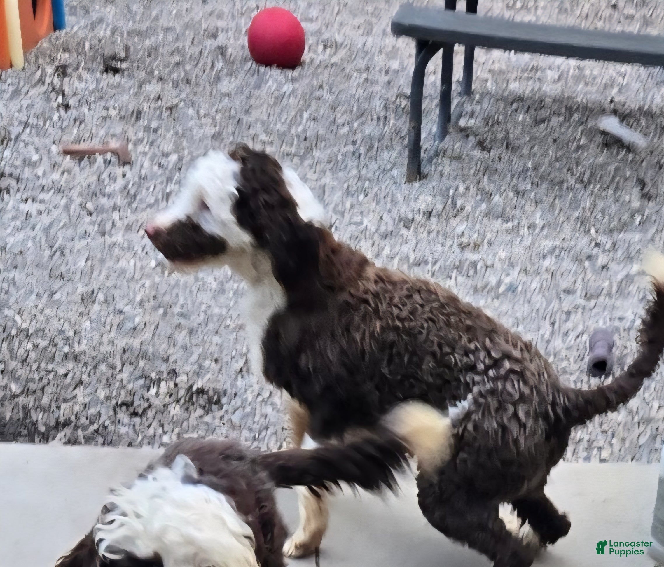 Portuguese Water Dog dogs Stache - Ad 2