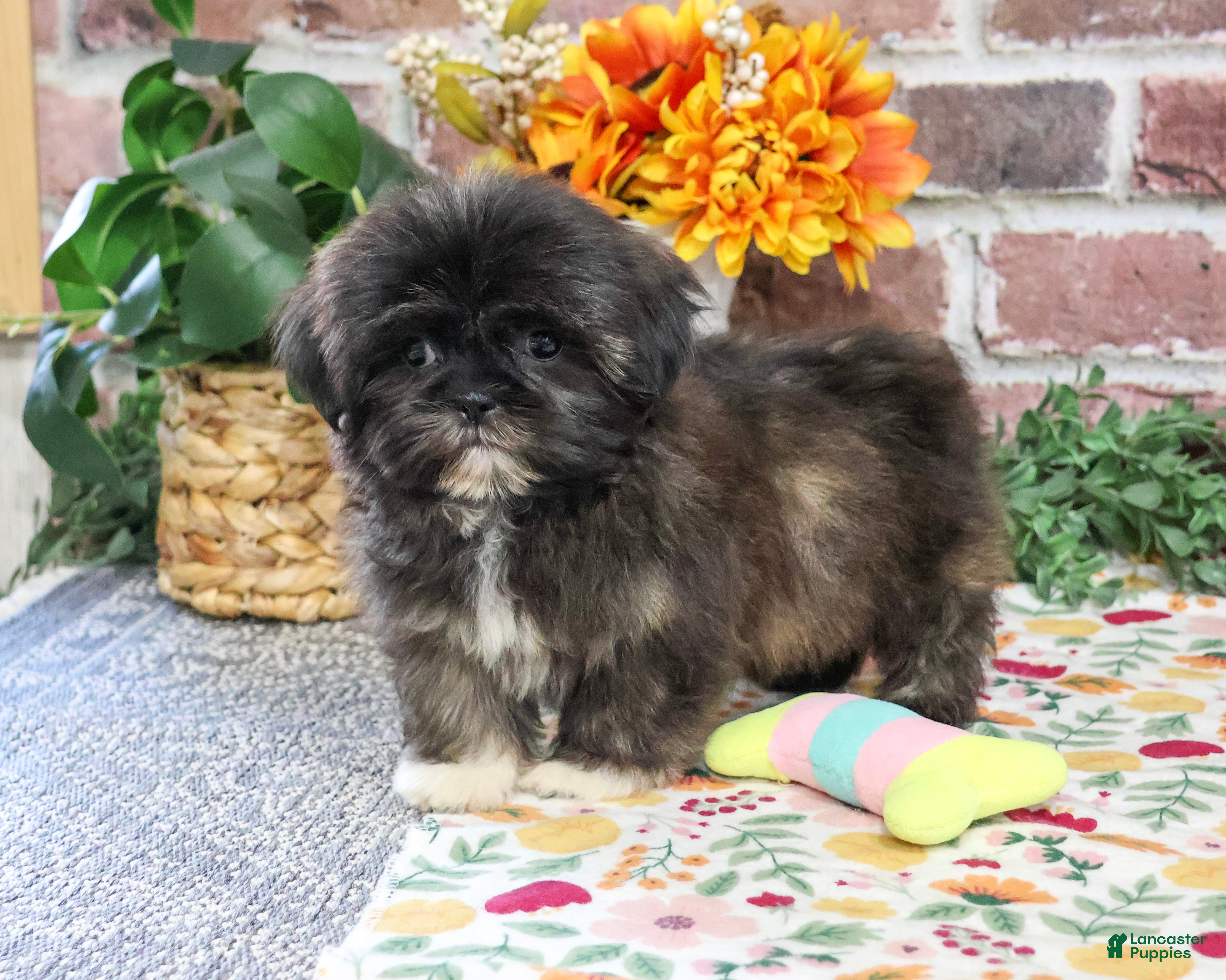 Shih Tzu dogs Harriet - Ad 38