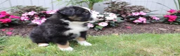 Australian Shepherd dogs for sale: Blackie - Ad 4