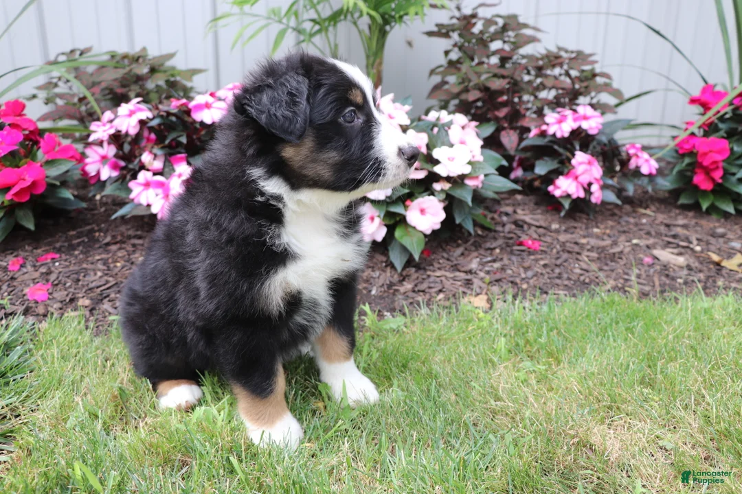 Australian Shepherd dogs for sale: Blackie - Ad 4
