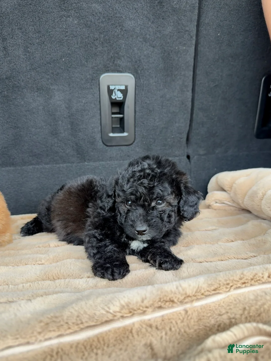Toy Poodle dogs for sale: Toy Poodle 3 - Ad 1
