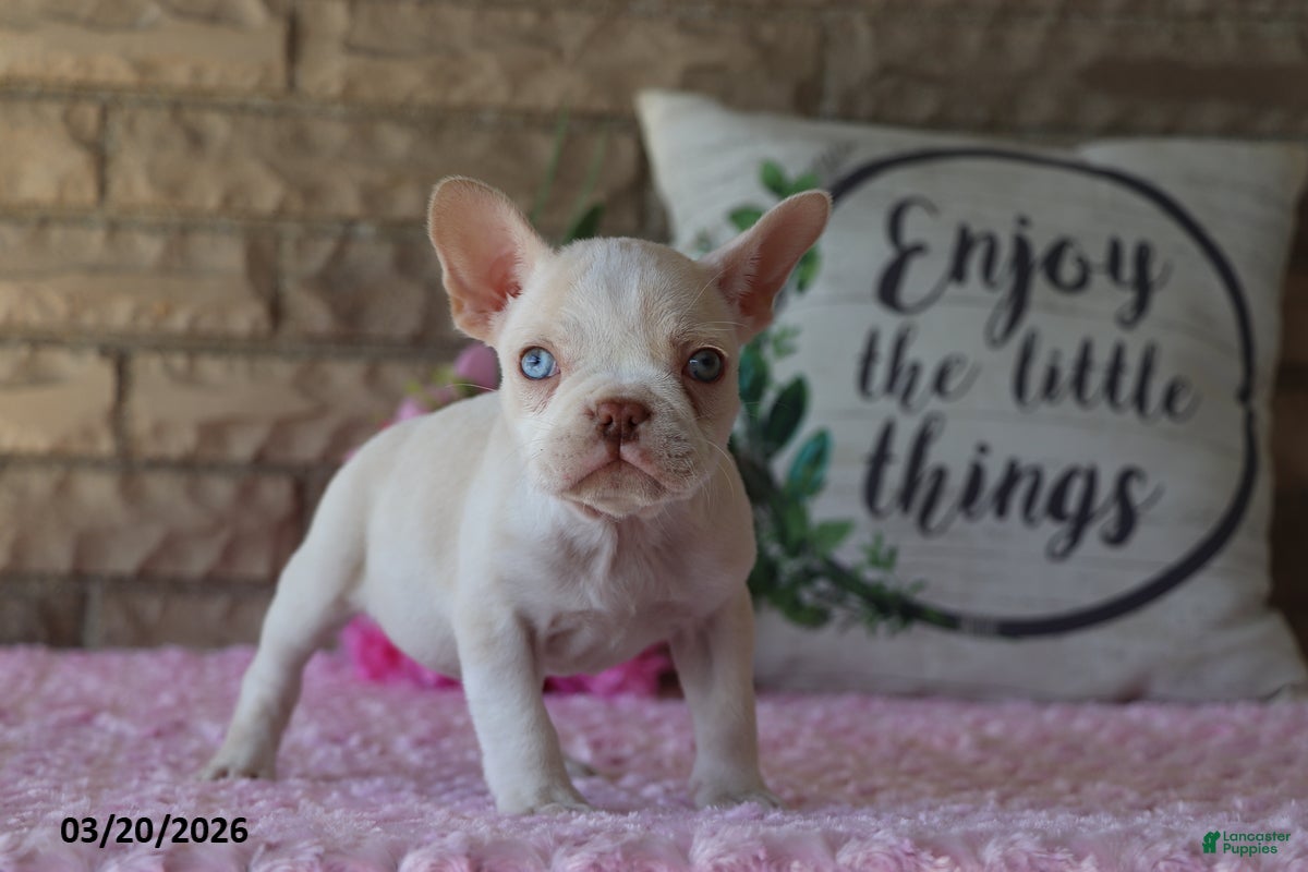 Frenchton dogs Rose  - Ad 2