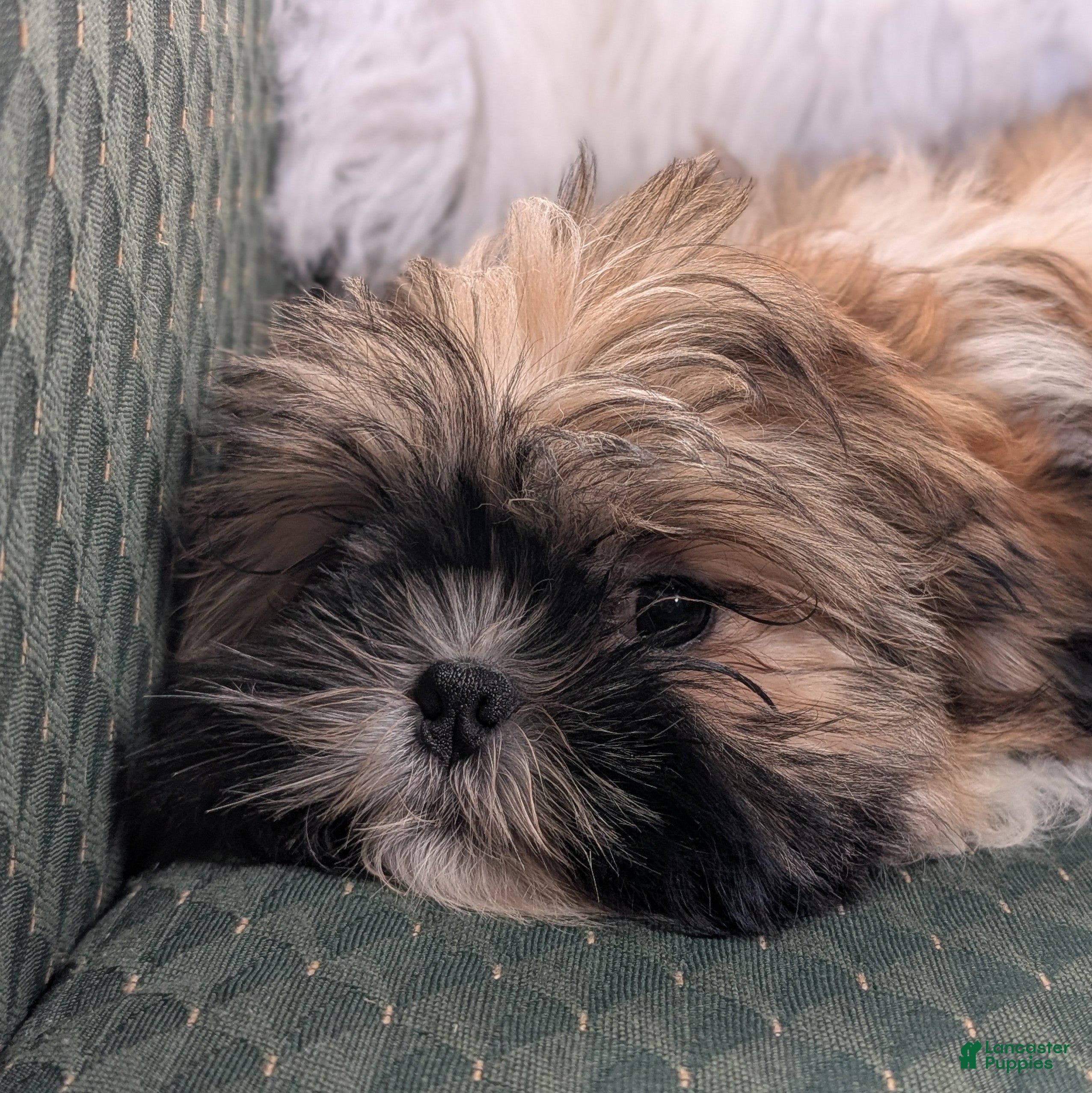 Shih Tzu dogs for sale: Star - Ad 30