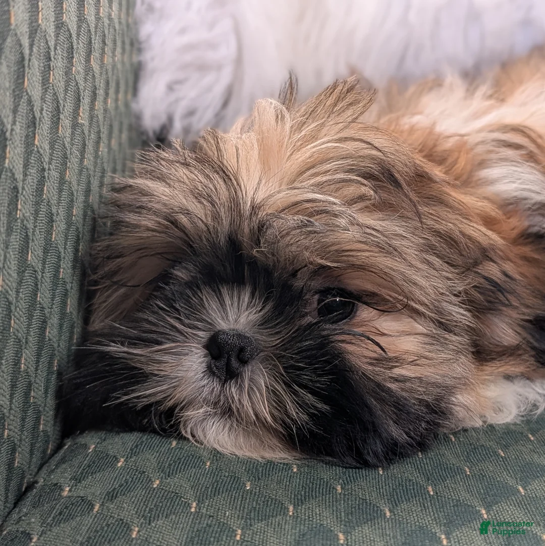 Shih Tzu dogs for sale: Star - Ad 1
