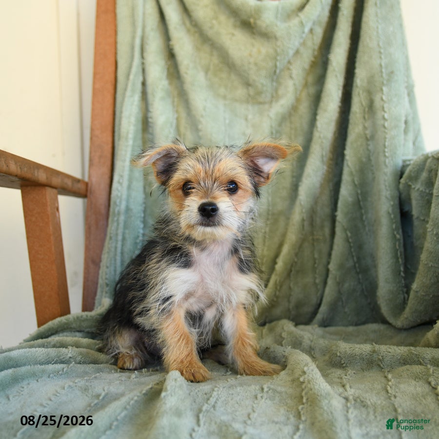 Morkie dogs Norman - Ad 1