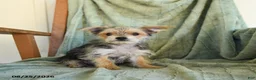 Morkie dogs for sale: Norman - Ad 1