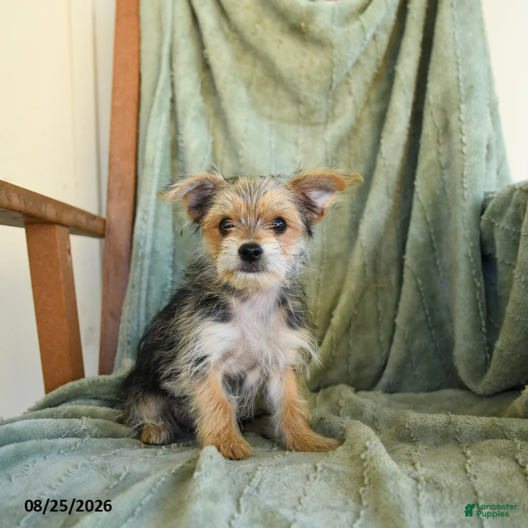 Morkie dogs for sale: Norman - Ad 1