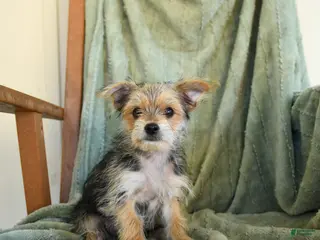 Morkie dogs Norman - Ad 1