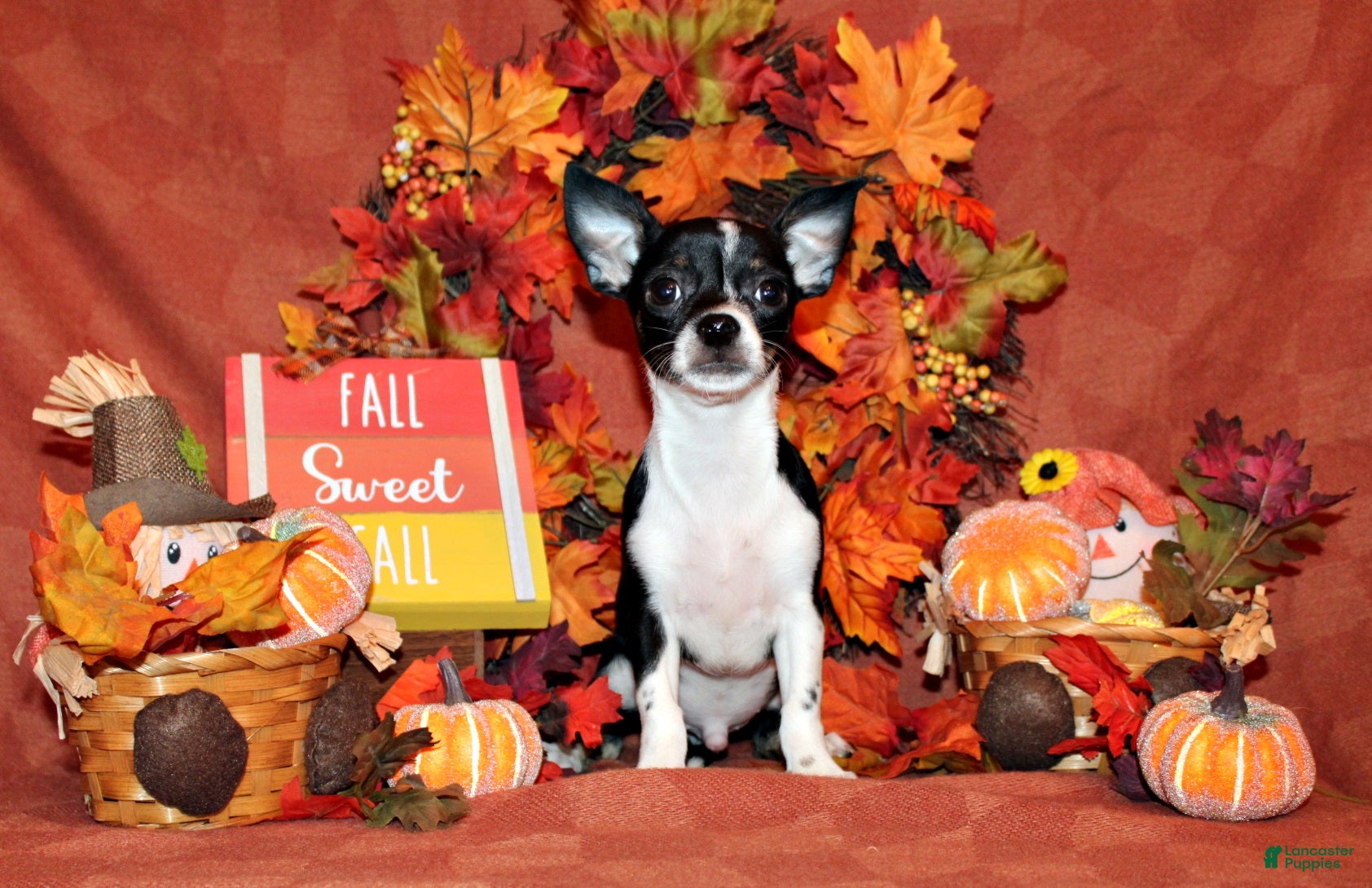 Chihuahua dogs Lucius - Ad 36