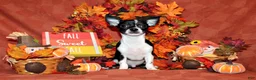 Chihuahua dogs for sale: Lucius - Ad 1