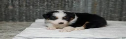Miniature Australian Shepherd dogs for sale: Lana Miniature Australian Shepherd Puppy  - Ad 6