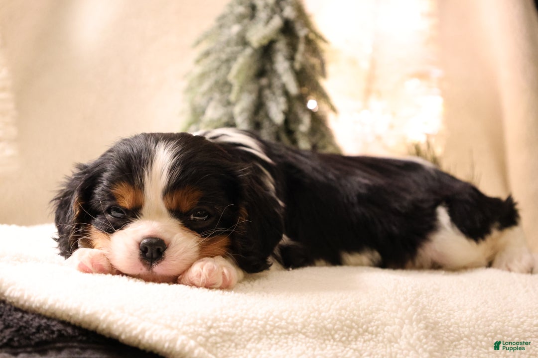 Cavalier King Charles Spaniel dogs for sale: Cinnamon - Ad 7
