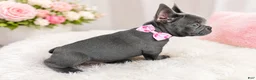 French Bulldog dogs for sale: Marshmallow  - Ad 2