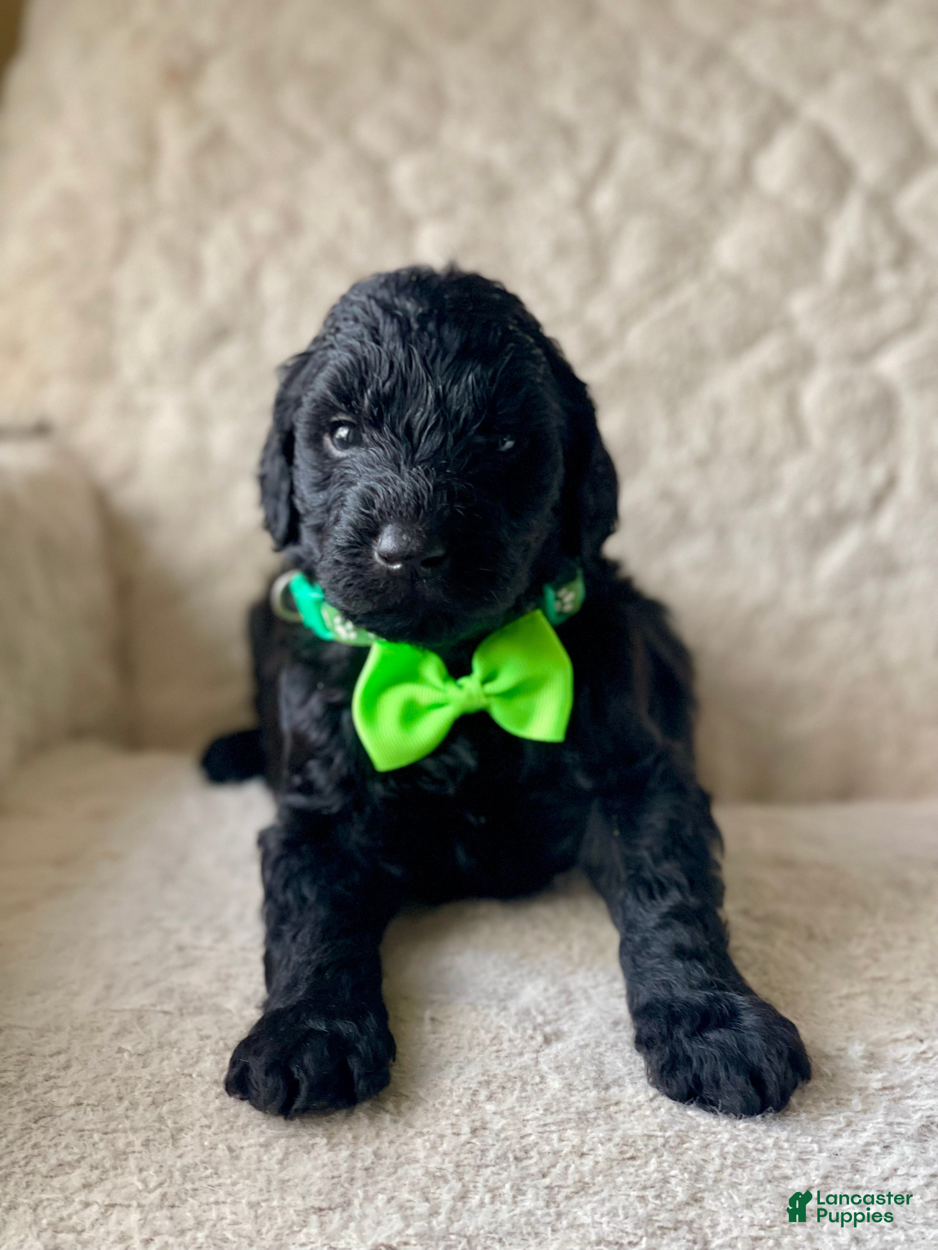 Goldendoodle dogs Green Collar Male - Ad 3