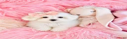 Maltipoo dogs for sale: Maltipoo 1 - Ad 2