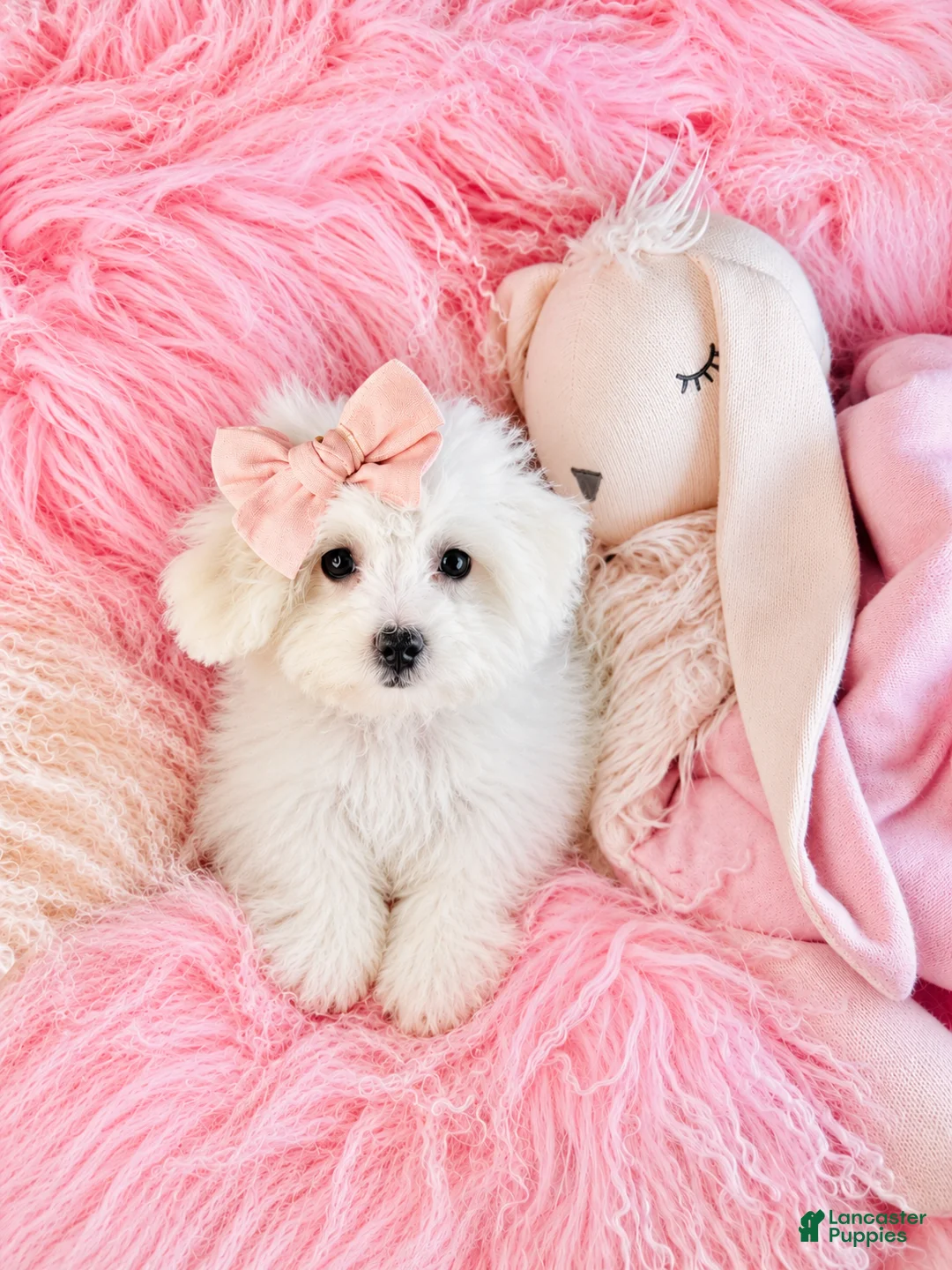 Maltipoo dogs for sale: Maltipoo 1 - Ad 2