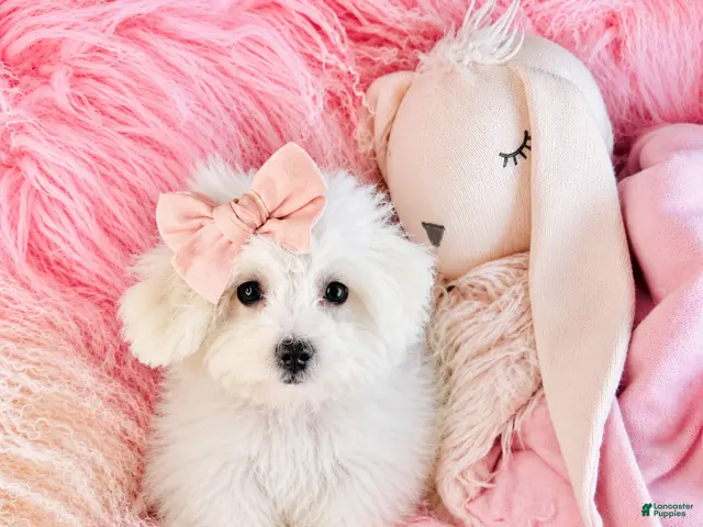Maltipoo dogs for sale: Maltipoo 1 - Ad 2