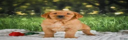 Golden Retriever dogs for sale: Jasper - Ad 5