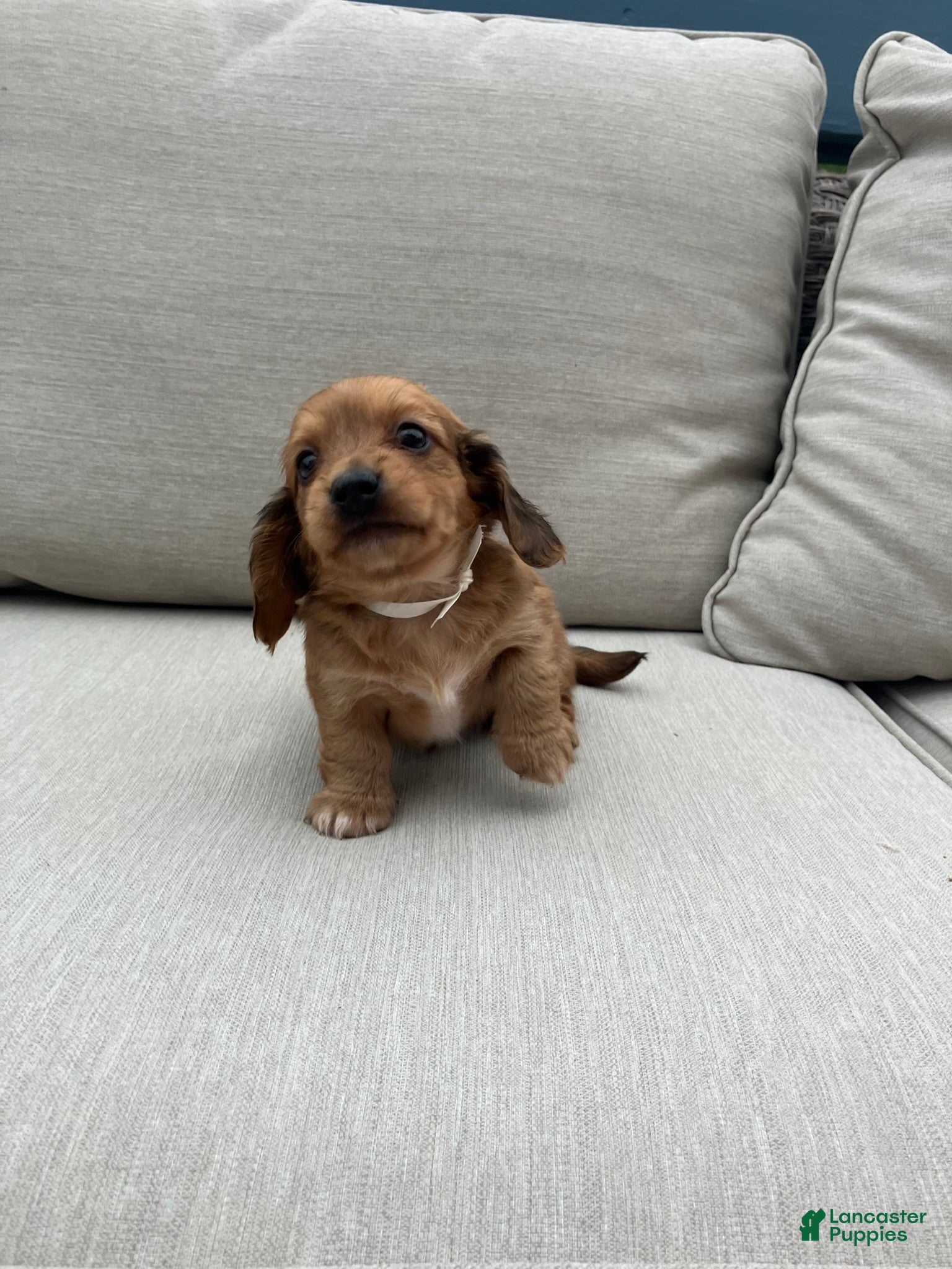 Miniature Dachshund dogs for sale: Peanut - Ad 5