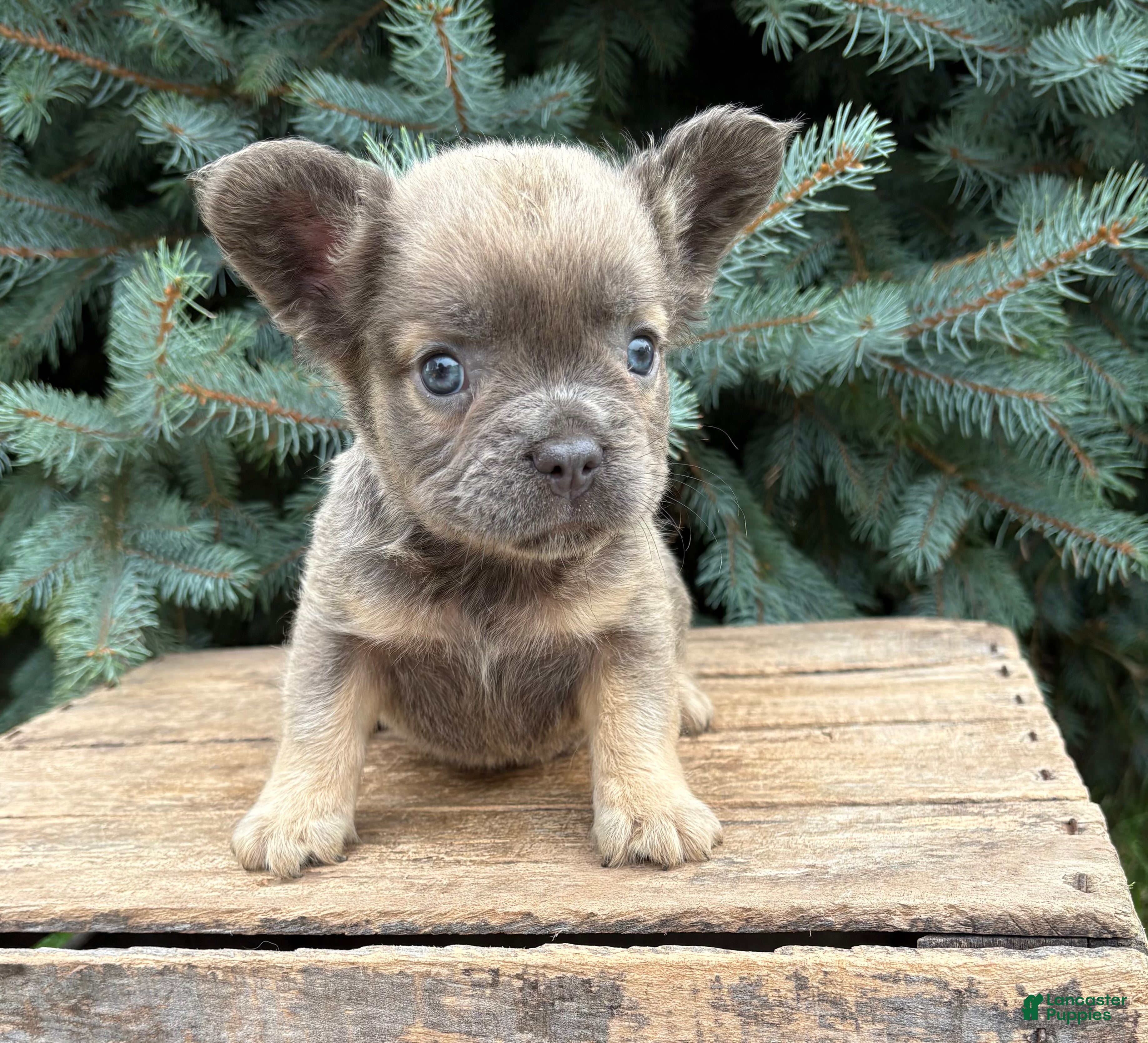French Bulldog dogs Daisy Fluffy - Ad 1