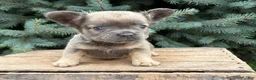 French Bulldog dogs for sale: Daisy Fluffy - Ad 1