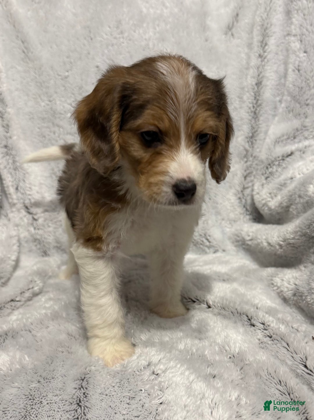 Mixed Breed dogs for sale: Cash - Ad 6