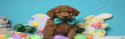 Goldendoodle dogs for sale: RC  - Ad 11