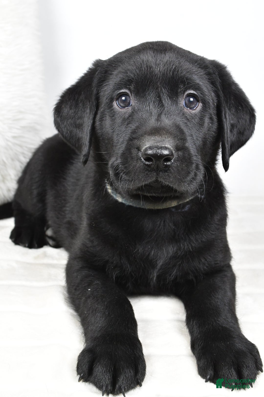 Labrador Retriever dogs for sale: Cooper - Ad 5